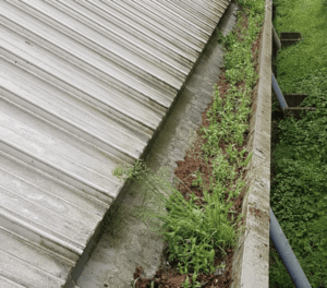 Happy customers in Walton-on-Thames who trust The Roof Moss Cleaners for gutter cleaning services